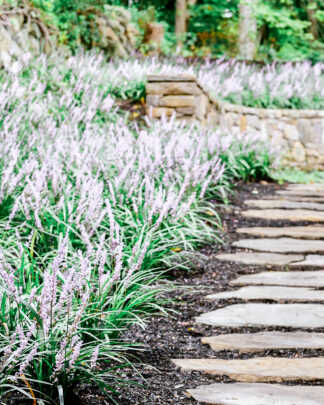 Groundcovers