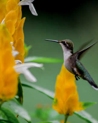 Hummingbird Attracting Plants