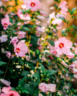 Flowering