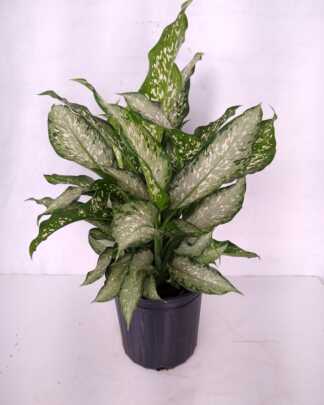 dumb cane tiki large