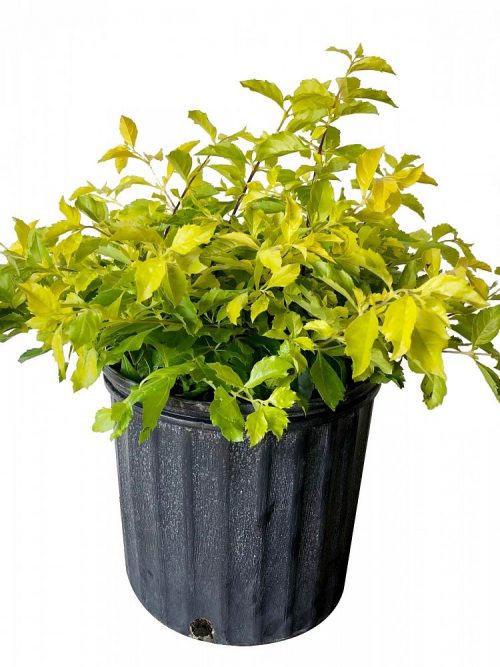Duranta erecta ‘Gold Mound’, Golden Dewdrop, Duranta Repens | PlantVine