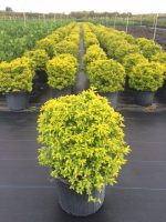Duranta erecta ‘Gold Mound’, Golden Dewdrop, Duranta Repens | PlantVine