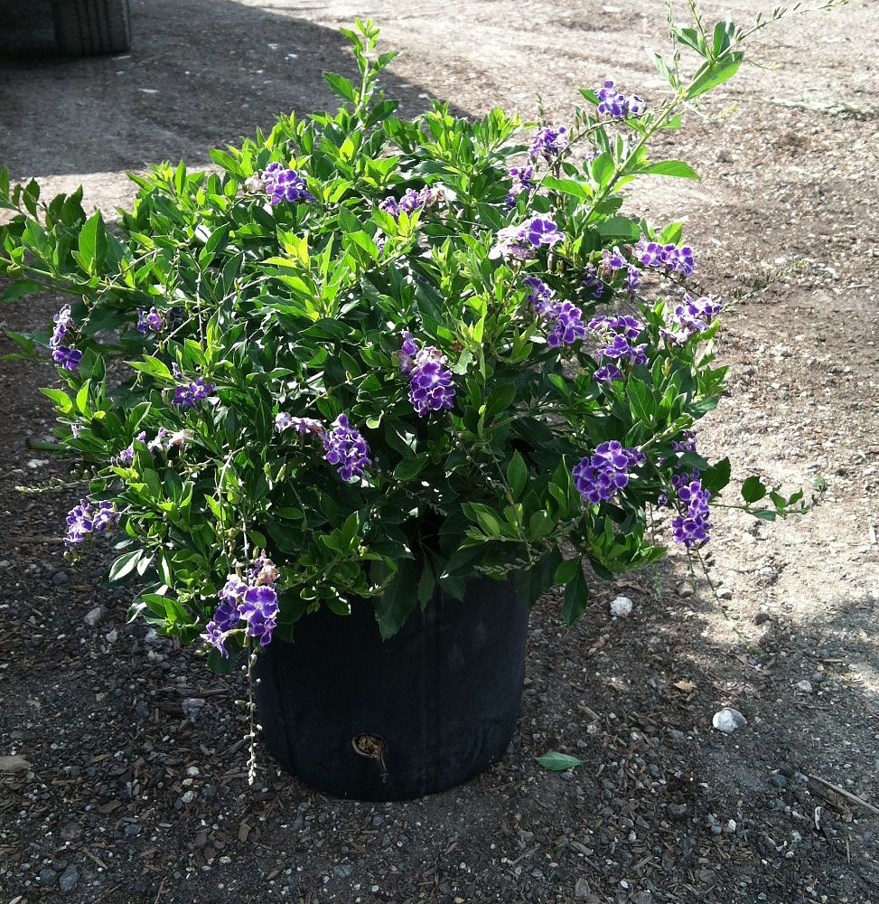 Duranta erecta �Sapphire Showers�, Golden Dewdrop, Duranta
