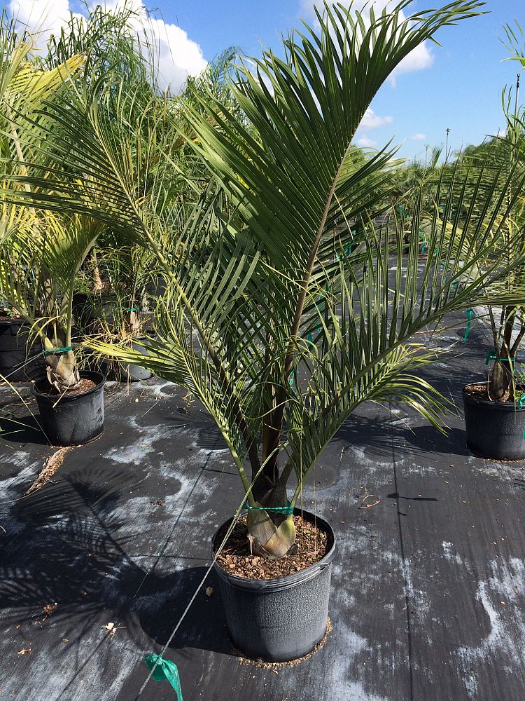Dypsis decaryi, Triangle Palm PlantVine — free download