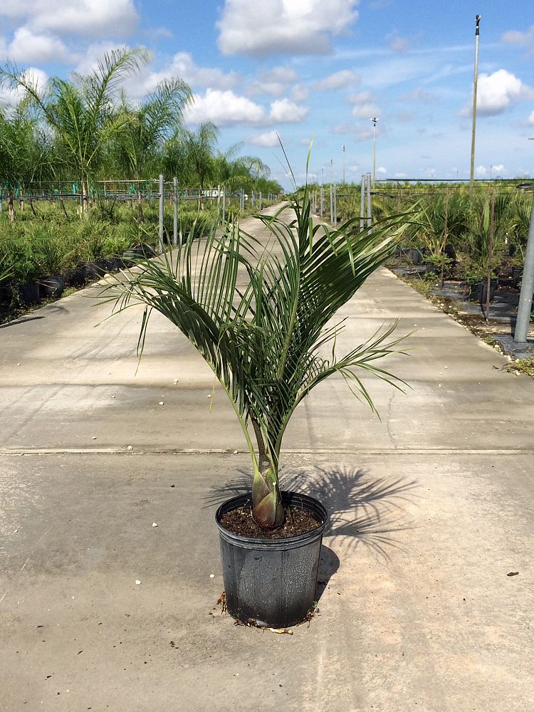 Dypsis decaryi, Triangle Palm PlantVine — free download