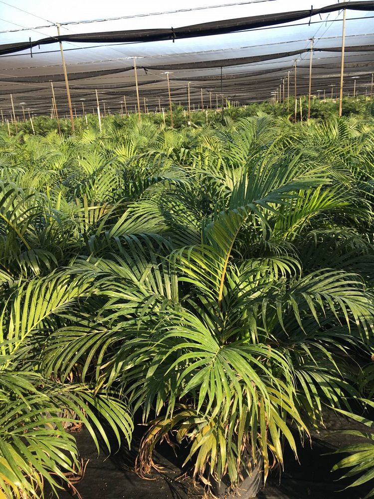 Dypsis lutescens, Areca Palm PlantVine