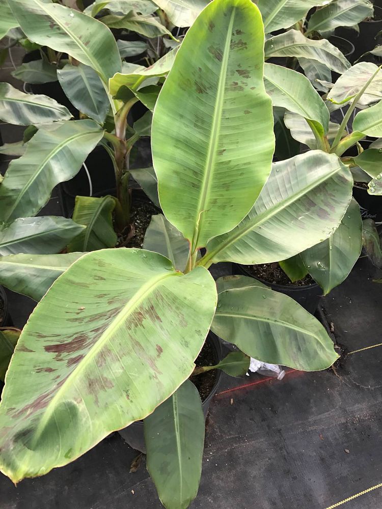 Ensete ventricosum 'Maurelii', Musa maurelii, Maurelii Red Banana