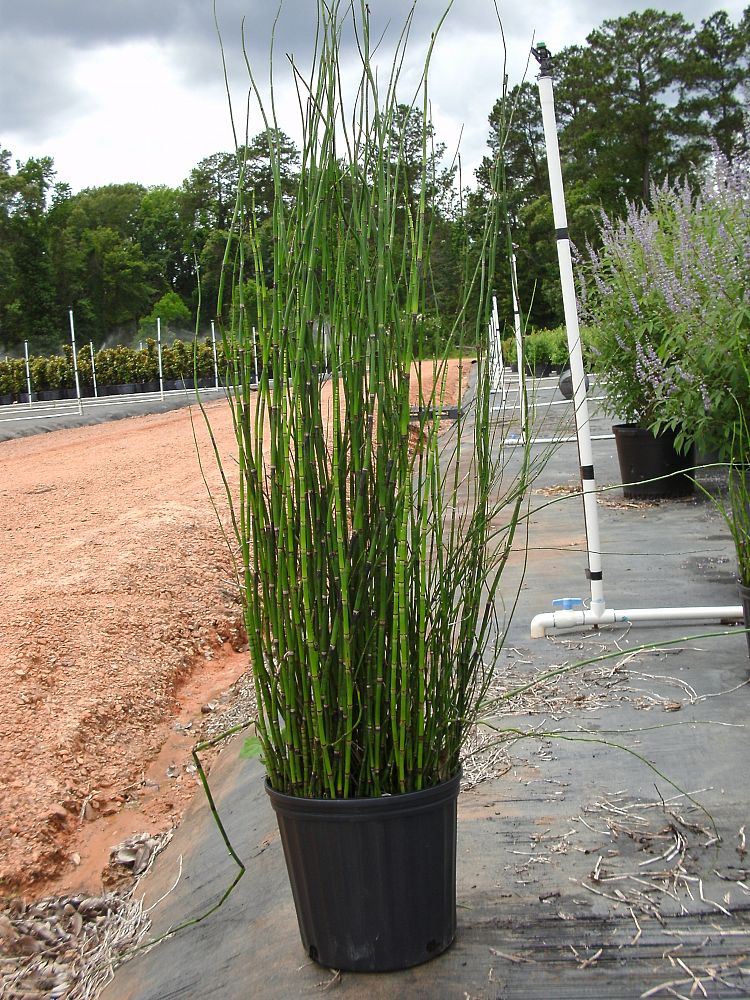 Equisetum hyemale, Horsetail Reed PlantVine