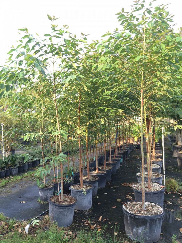 Buy Eucalyptus deglupta, Mindanao Gum, Rainbow Eucalyptus Free Shipping over 100