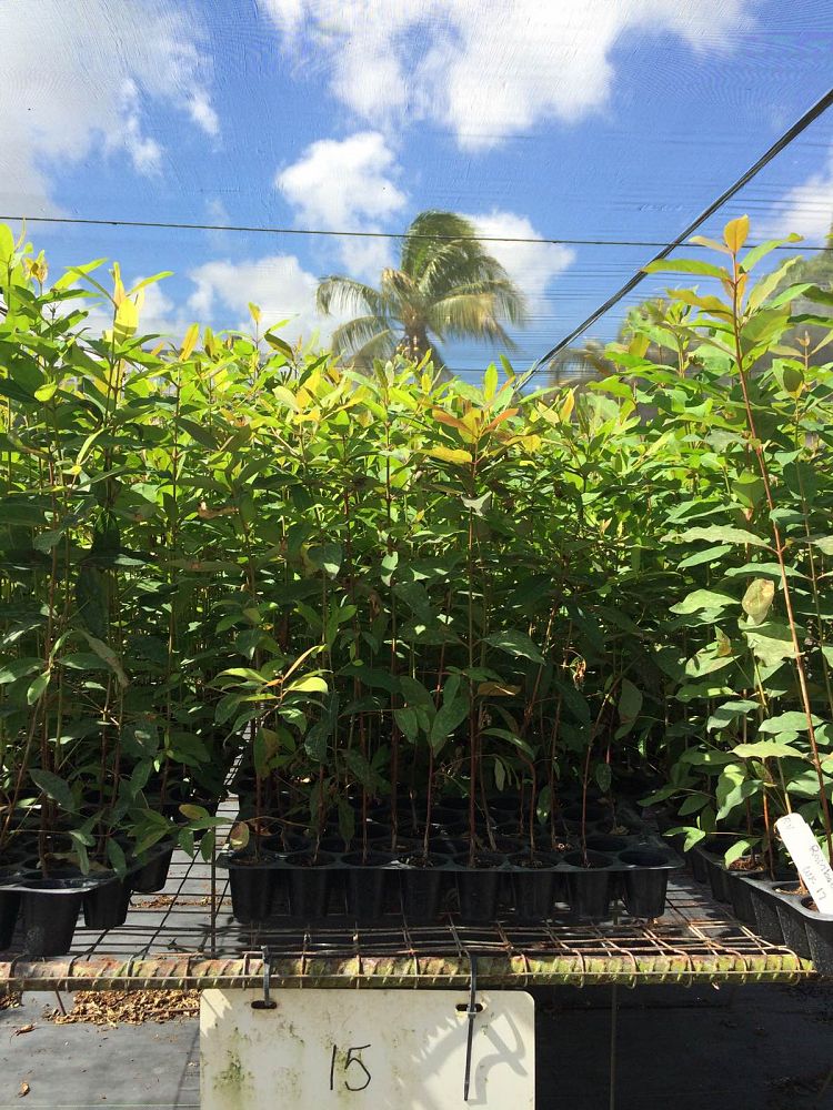 Buy Eucalyptus deglupta, Mindanao Gum, Rainbow Eucalyptus Free Shipping over 100