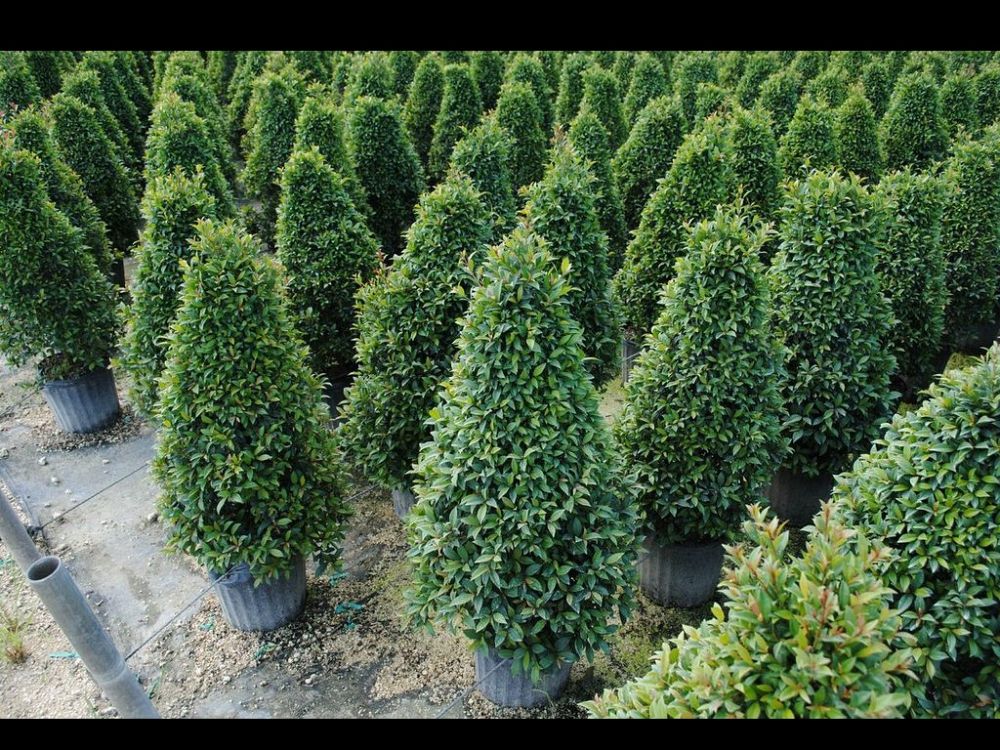 Eugenia Globulus – Topiary Cone, Syzygium paniculatum 'Globulus