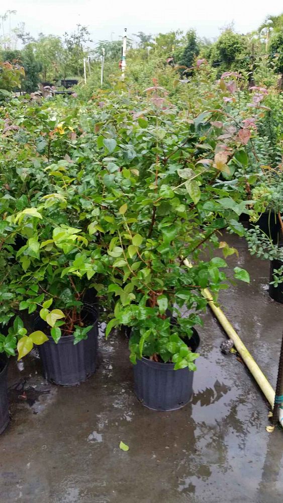 Eugenia uniflora, Cherry Hedge, Surinam Cherry | PlantVine