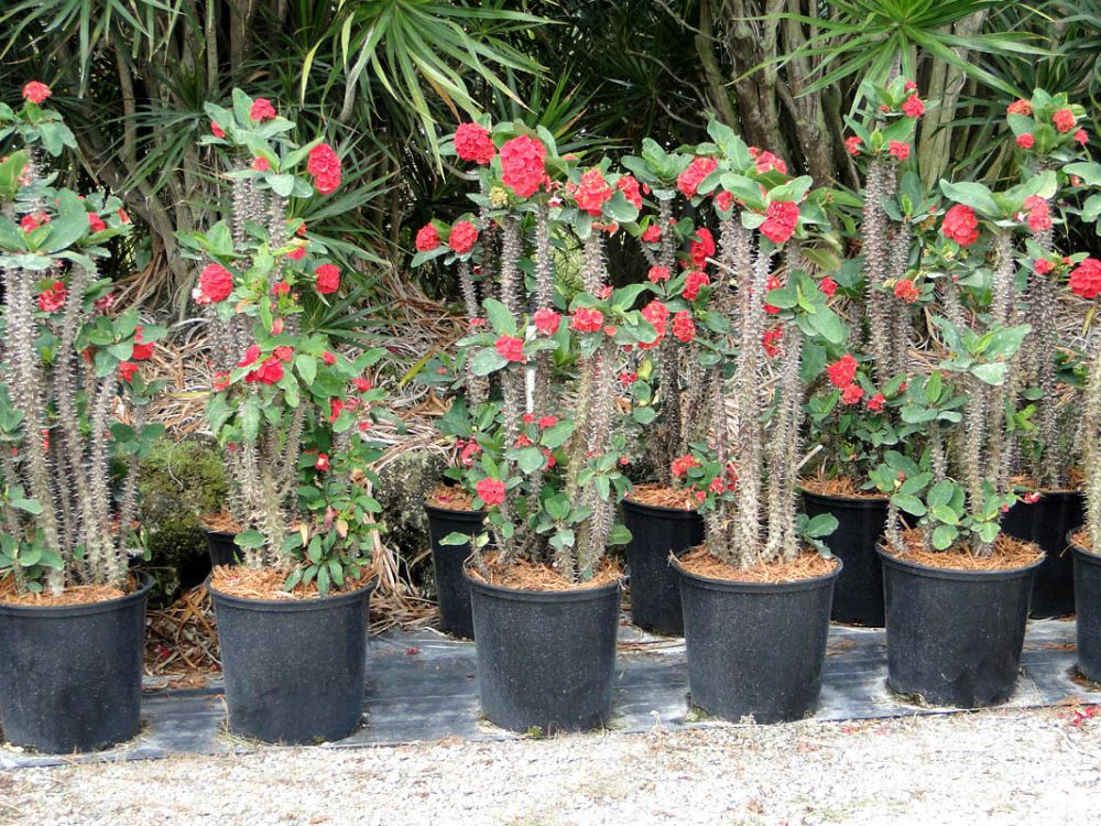 молочай миля грандифлора. певец nю. река ай сплав межевой лаклы. колибри карликовая пчелка. колибри пчелка самая маленькая птица в мире.