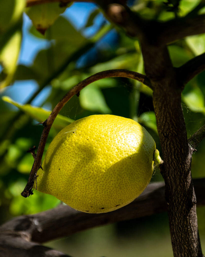 Eureka Lemon Citrus Tree PlantVine