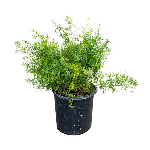 Buy Asparagus densiflorus, Sprengeri Fern, Asparagus fern Free Shipping over 100