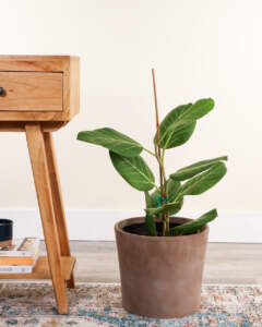 Ficus Audrey