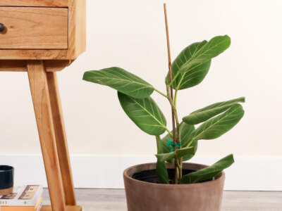 ficus audrey