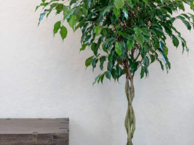 ficus benji weeping fig