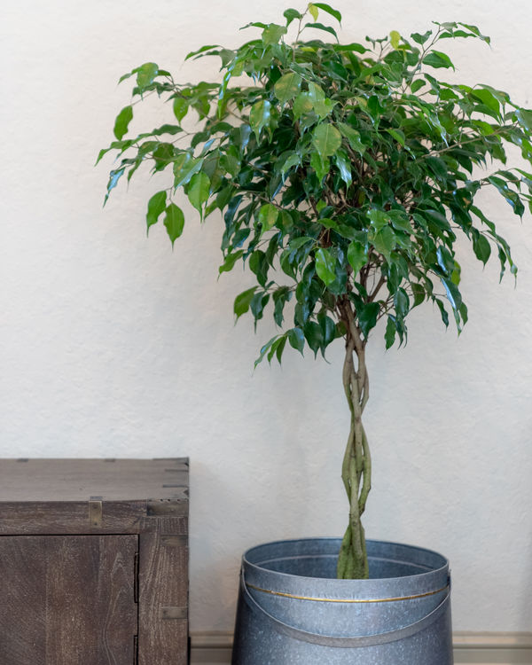 øjenvipper lyserød skille sig ud Ficus Benjamina (Weeping Fig) Care Guide | PlantVine