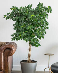 Ficus Danielle Tree