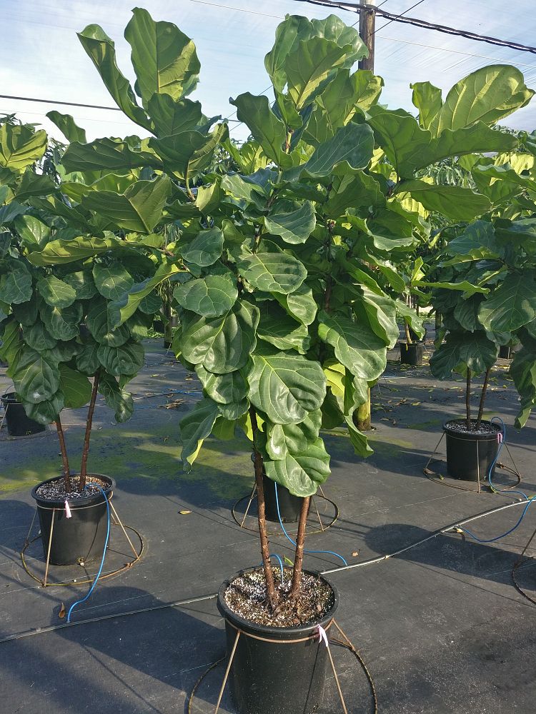 Ficus Pandurata Triste Ficus Pandurata Triste