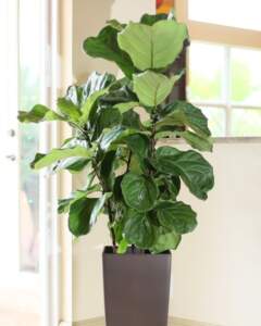 Fiddle Leaf Fig