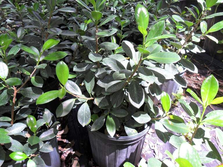 Ficus ‘Green Island’ PlantVine