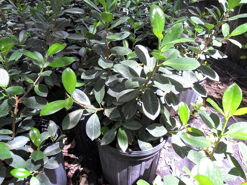 Buy Ficus microcarpa 'Green Island', Ficus 'Green Island