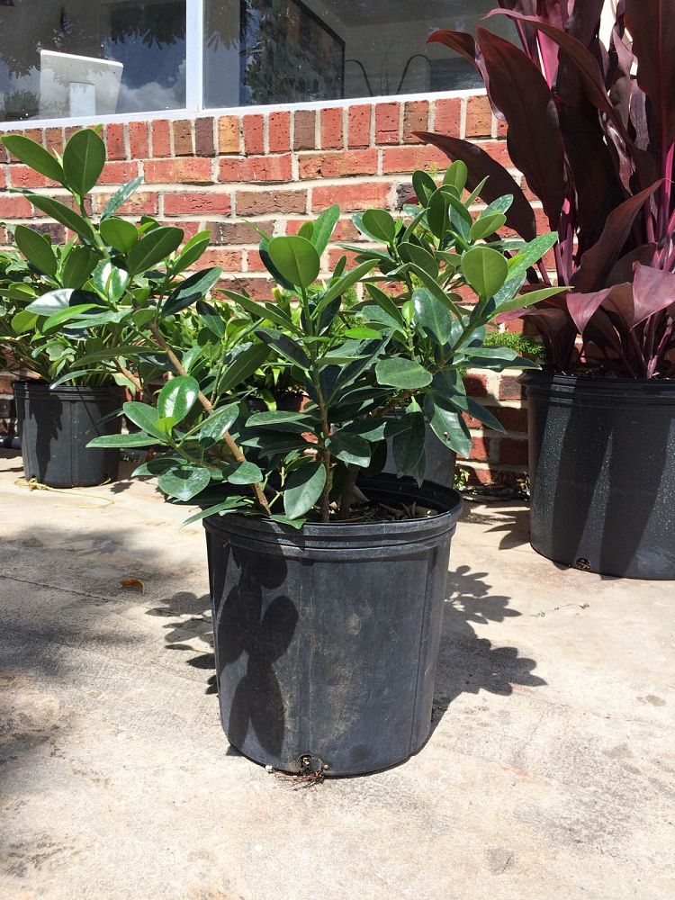 Ficus microcarpa 