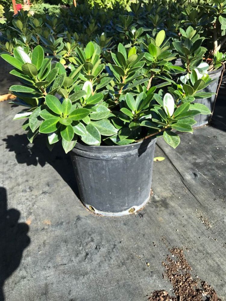 Ficus microcarpa ‘Green Island’, Ficus ‘Green Island’ PlantVine