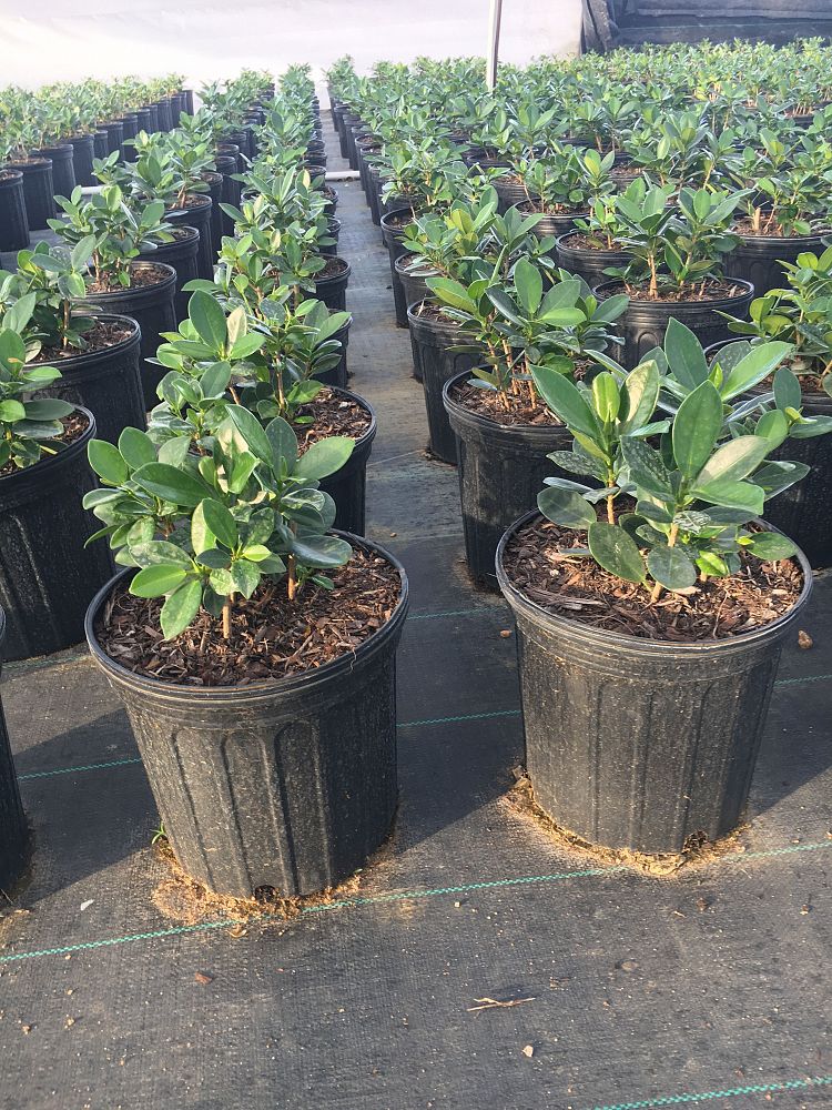 Ficus microcarpa 'Green Island', Ficus 'Green Island' PlantVine