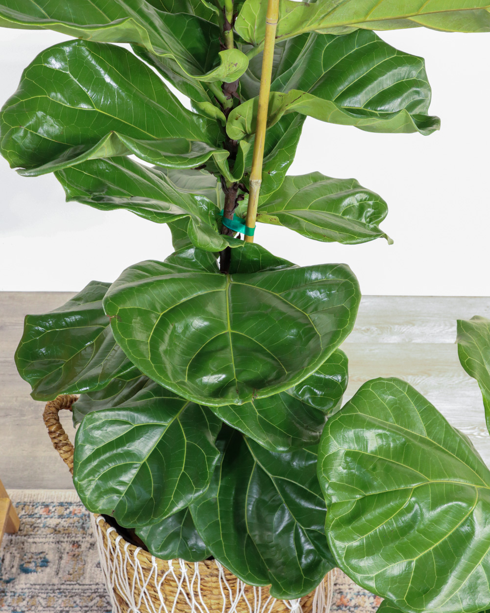 Fiddle Leaf Fig