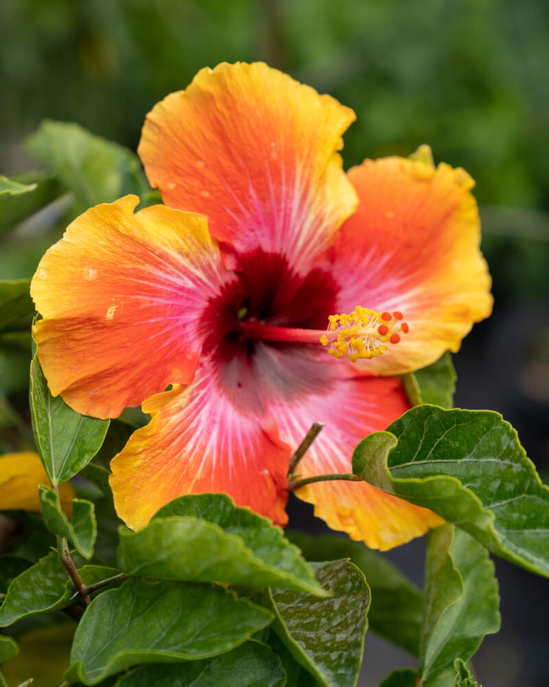 Tropical Hibiscus ‘Fiesta’
