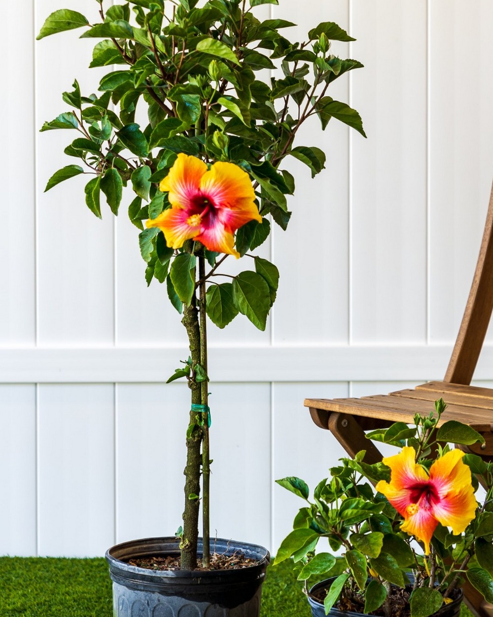 tropical hibiscus ‘fiesta’