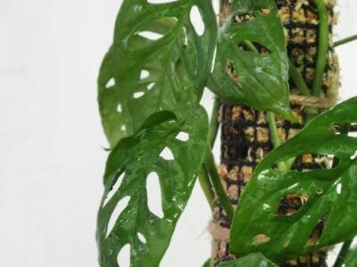 firdaus roslan khqnxbbq3us unsplash