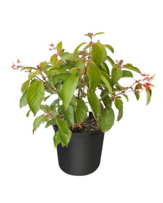 firebush 3g