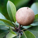 Sapodilla