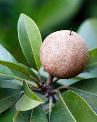 Sapodilla