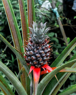 Fruits