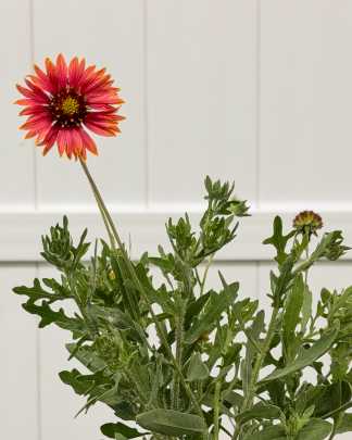 Gaillardia Flower, Blanket Flower