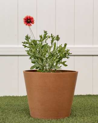 Gaillardia Flower, Blanket Flower - Medium