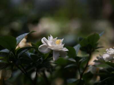 Gardenia Header