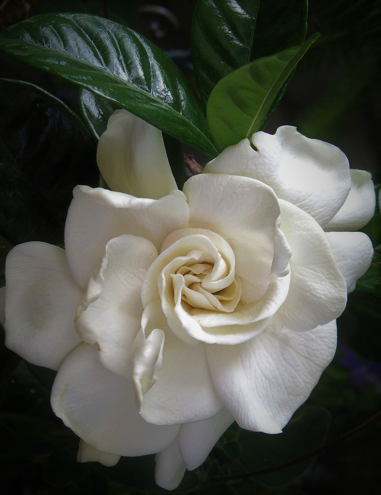 Gardenia jasminoides Aimee Yashioka Cape Jasmine Gardenia jasminoides Aimee Yashioka Cape Jasmine