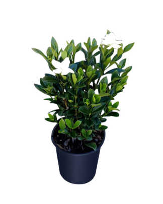 Gardenia jasminoides ‘Buttons’, Cape Jasmine, Gandharaj, Gardenia