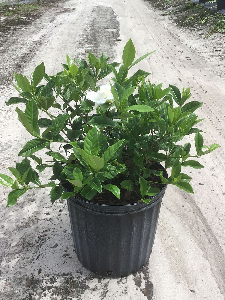 Gardenia Veitchii Slubne Suknie Info