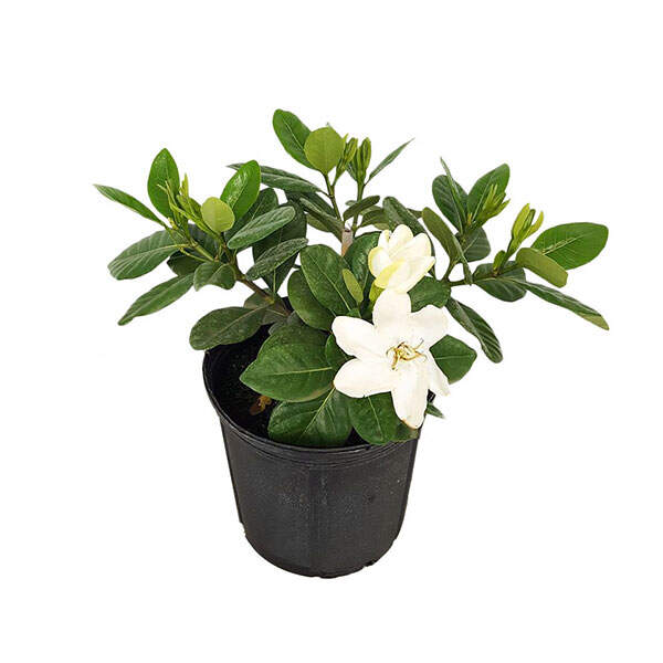 GARDENIA