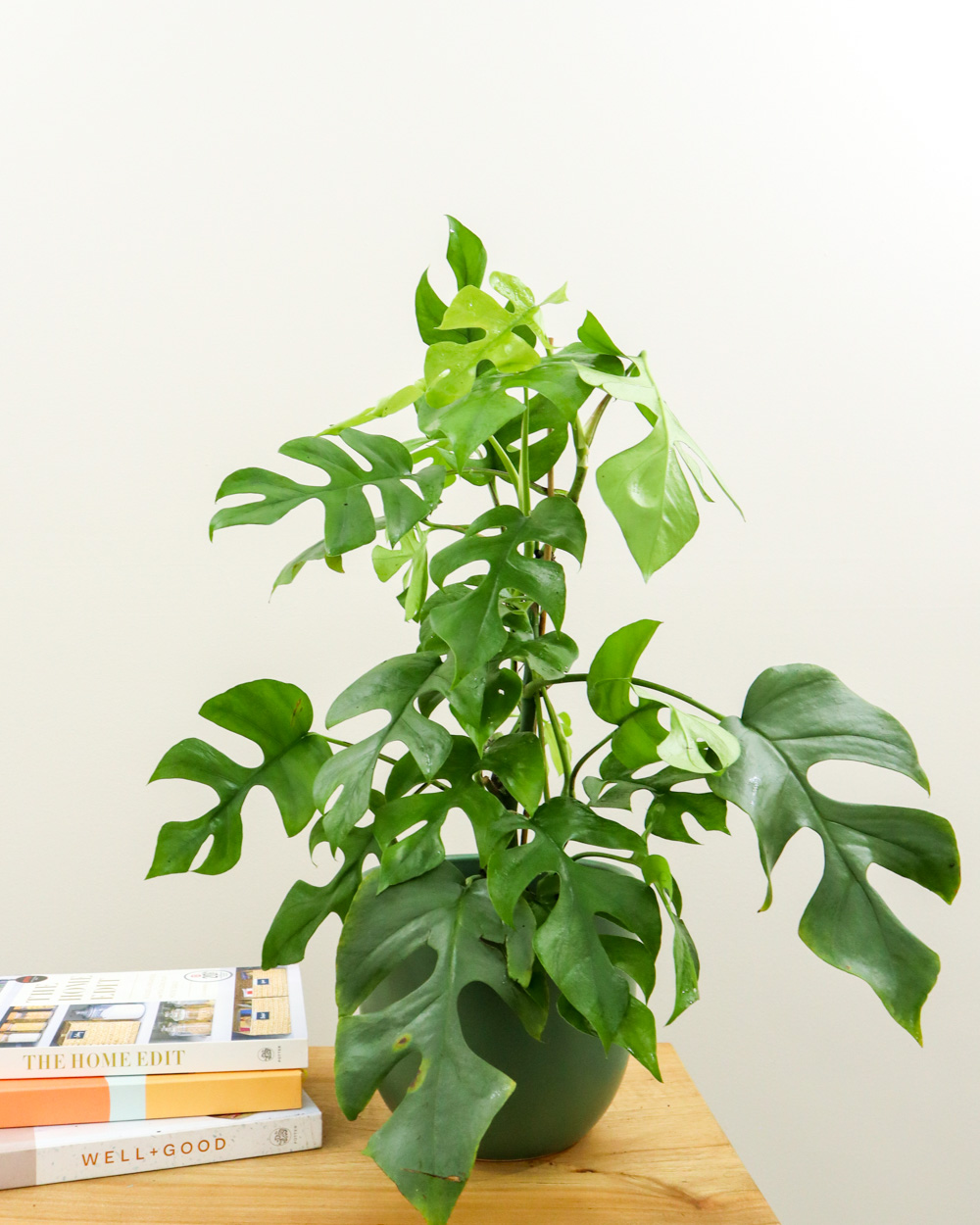 buy rhaphidophora tetrasperma, monstera 'ginny' plant online