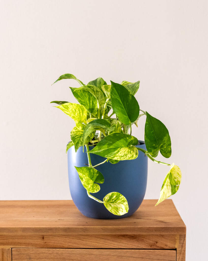 Order Golden Pothos, Epipremnum Aureum Online PlantVine