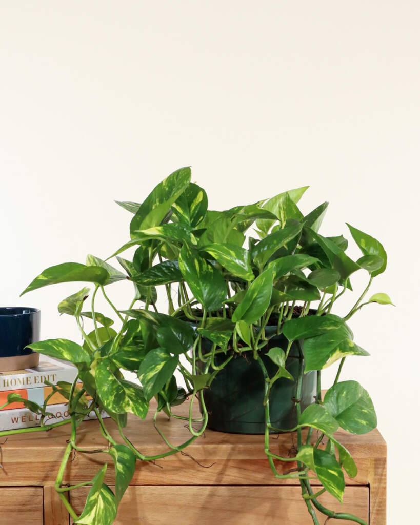 Order Golden Pothos, Epipremnum Aureum Online PlantVine