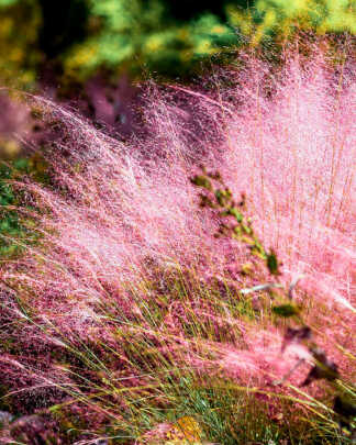 Ornamental Grasses